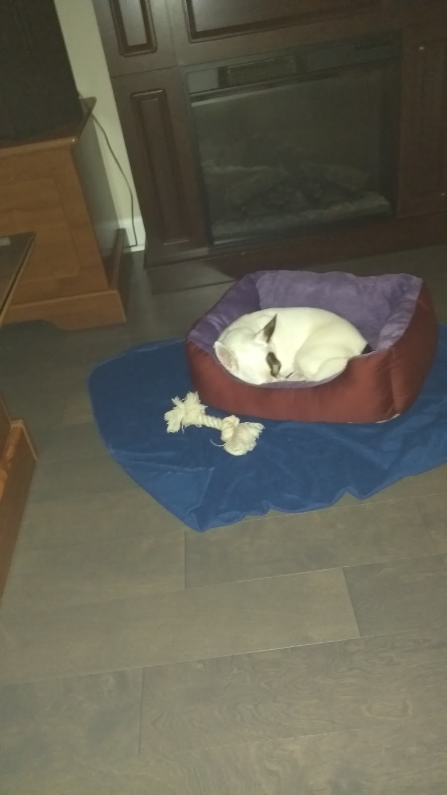 Élevage Depasquiet - Yorkshire Terrier | 357 Chem. Lavallée, Hemmingford, QC J0L 1H0, Canada | Phone: (514) 237-8300