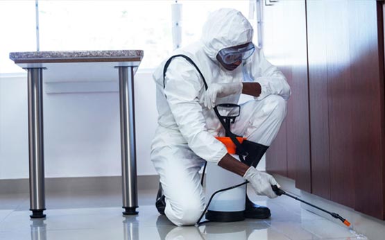 Pest control Abbotsford | Activebc Pest Exterminators Ants ,Bed  | 36397 Samtree Pl, Abbotsford, BC V2G 2M5, Canada | Phone: (778) 695-7777