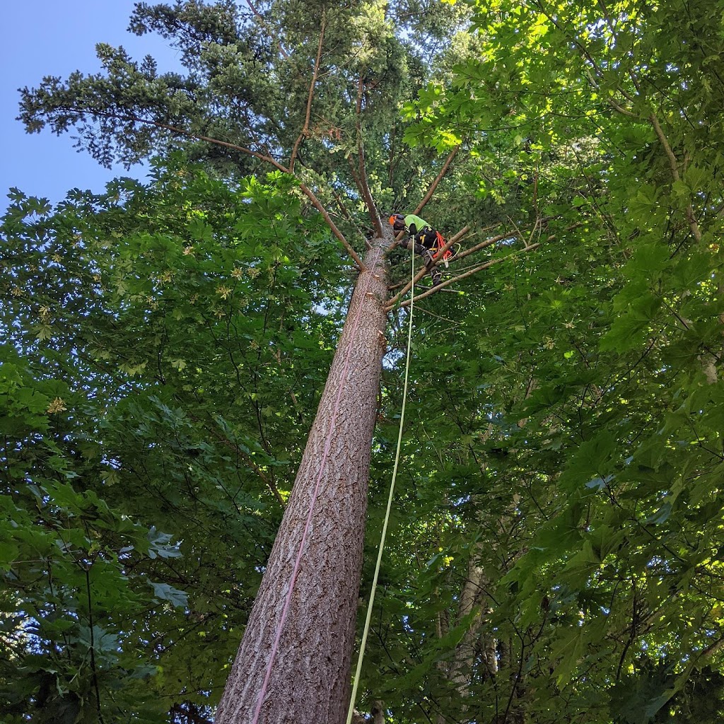 White Wolf Tree Service | 90 Wakefield Ct, Middle Sackville, NS B4E 0H1, Canada | Phone: (902) 414-6429