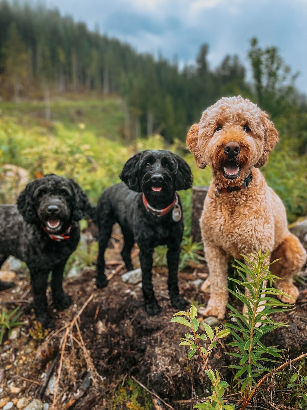 Fir and Bark | 38902 Bowen Ave #4, Squamish, BC V8B 0E8, Canada | Phone: (902) 441-9897