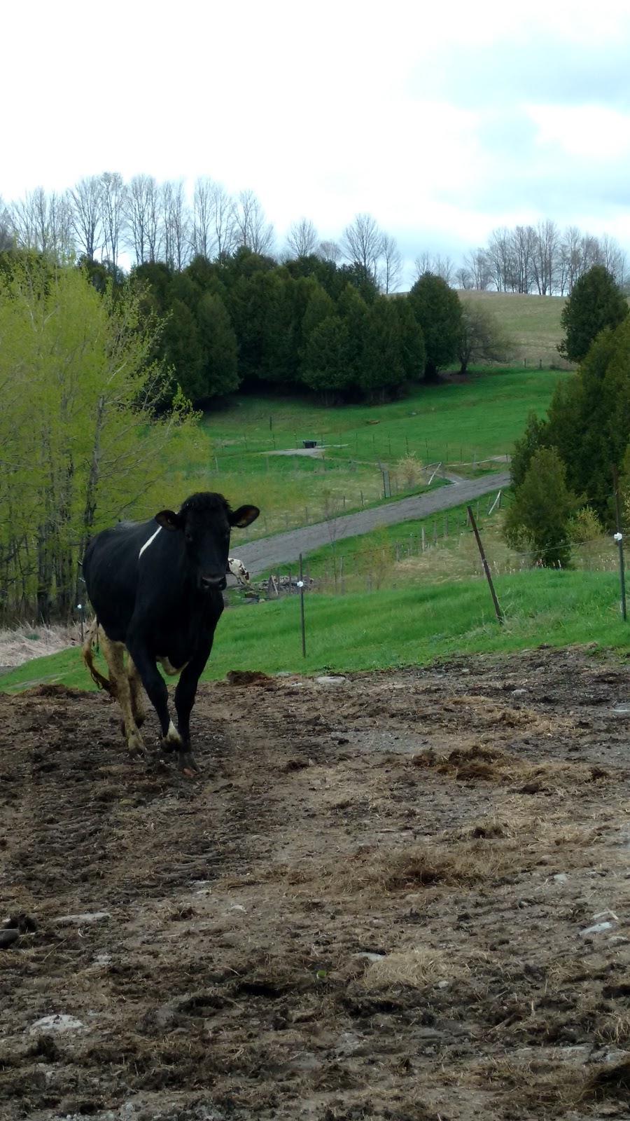 M Grenier & Fils Ferme Inc | 2635 Chem. Grenier, Stanstead, QC J0B 3E0, Canada | Phone: (819) 876-5966