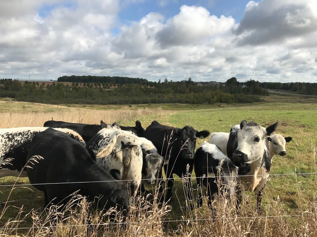 Barnarrow Farm | 062233, Dufferin County Rd 3, East Garafraxa, ON L9W 7H8, Canada | Phone: (519) 831-5845