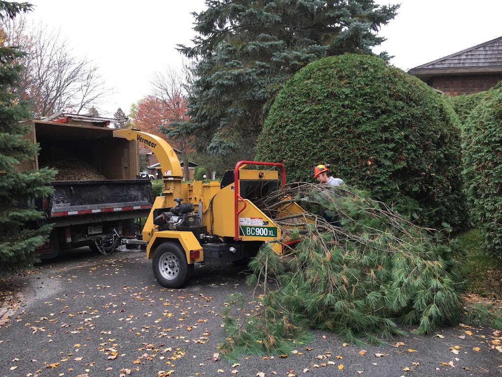 Independent Tree Care | 101 Brae Cres, Stittsville, ON K2S 1P1, Canada | Phone: (613) 720-0274