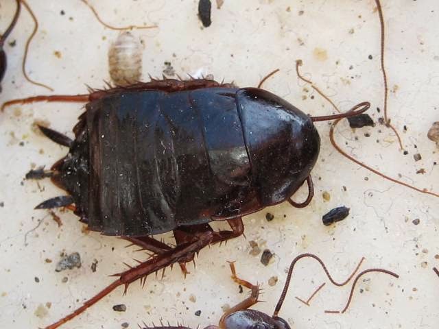 Pestend Pest Control Bradford | 916 Miller Park Ave, Bradford, ON L3Z 0L4, Canada | Phone: (855) 749-9203