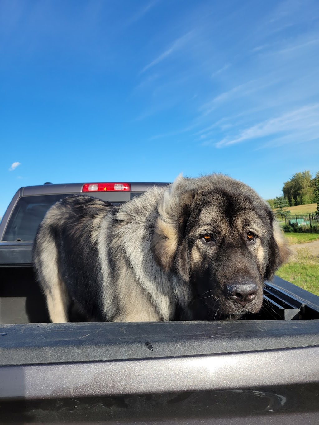 Bowser & Co Dog Groomers | 16625 83 Ave NW, Edmonton, AB T5R 3V8, Canada | Phone: (780) 483-2507