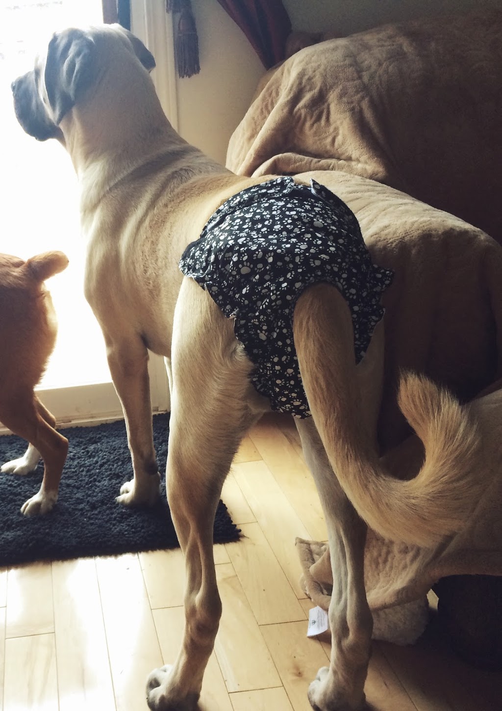 Jack & Jill Dog Diapers | Ramblewood Dr, Wasaga Beach, ON L9Z 1P3, Canada | Phone: (866) 969-1195