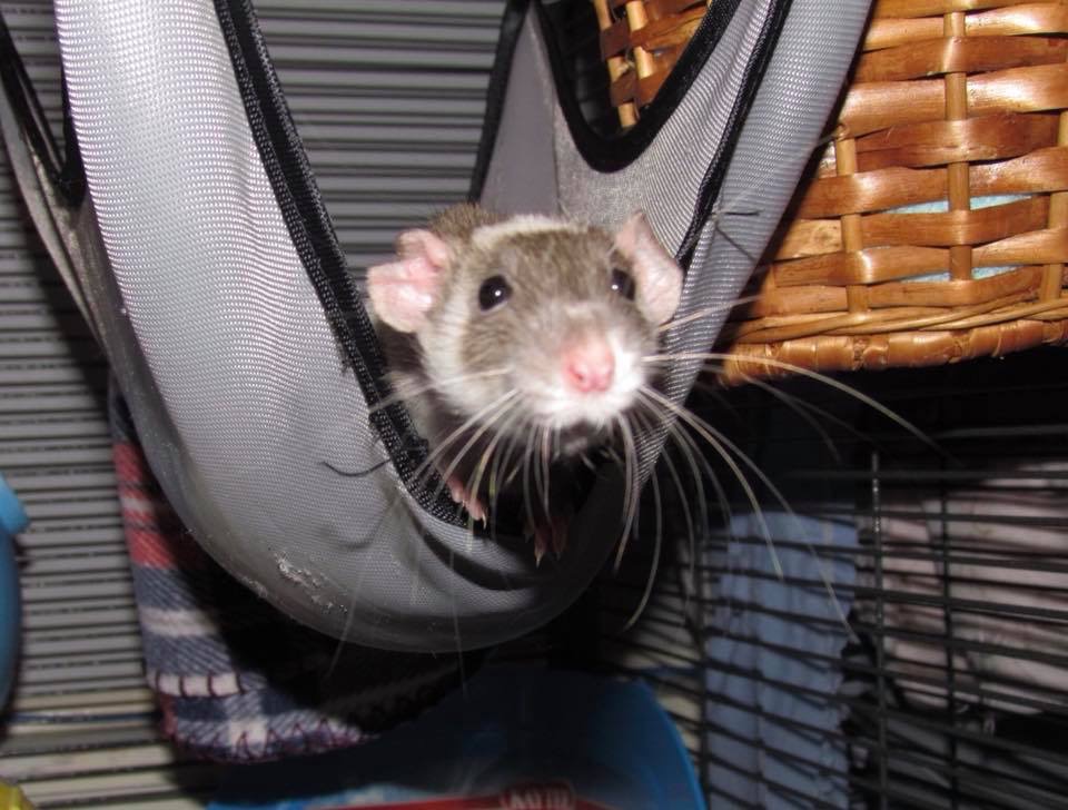 DeBruins Darlings Rattery | 1770 Old Brook Rd, Kingston, NS B0P 1R0, Canada | Phone: (902) 349-7971