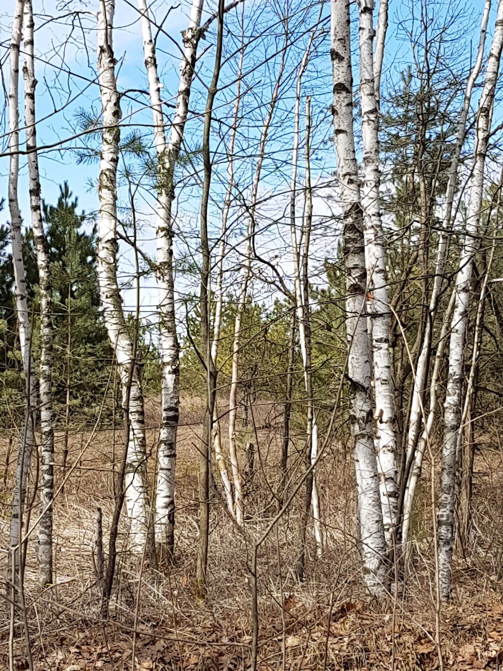 Uxbridge - Al Shaw (Conc.6) | Walker Woods, Goodwood, ON L0C 1A0, Canada