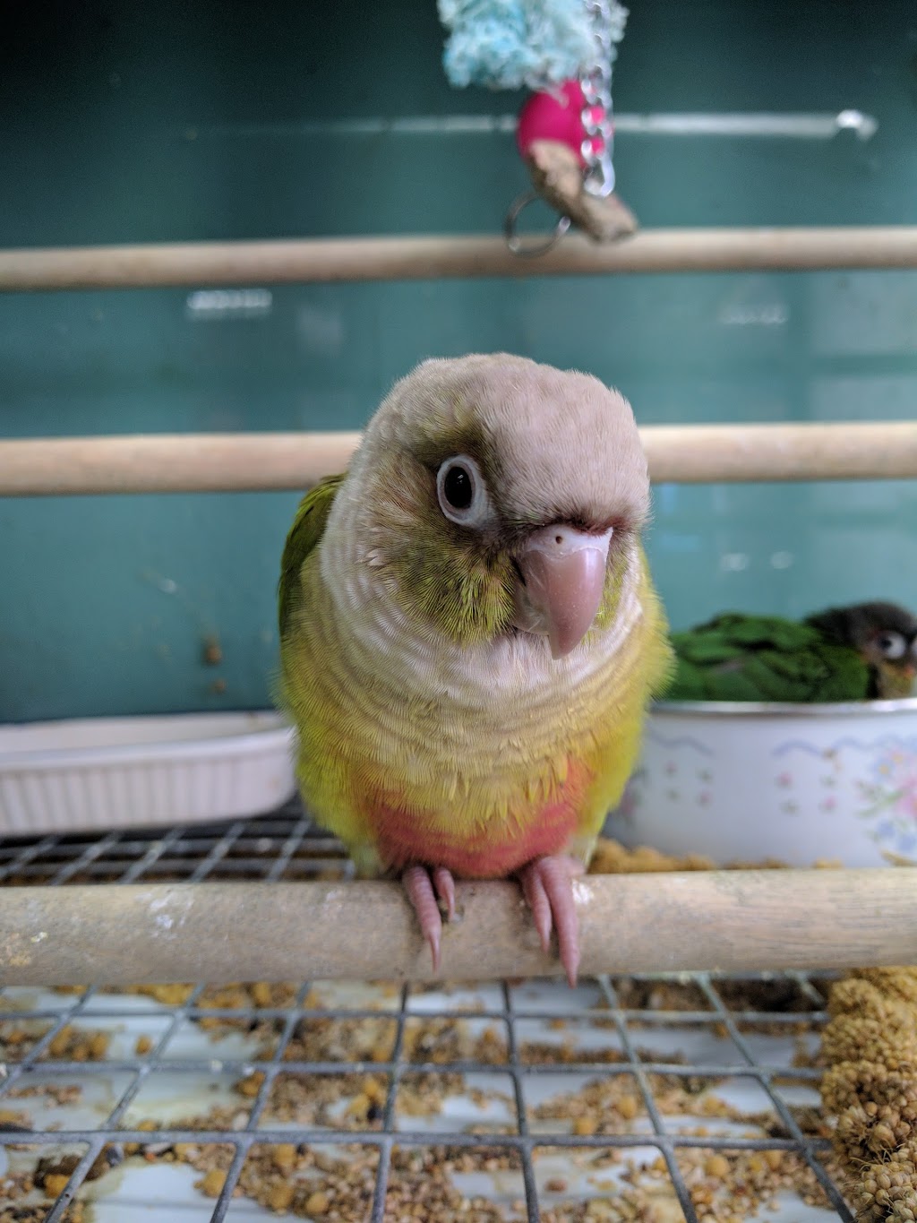 Central Pet Oshawa | 1100 Simcoe St N, Oshawa, ON L1G 4W6, Canada | Phone: (905) 240-7387