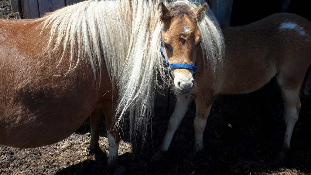 Elevage de chevaux miniatures / LMlesMinis | 1100 Chemin Dion, Sherbrooke, QC J1R 0R8, Canada | Phone: (819) 822-4507