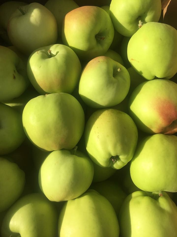 Fortunato Fruits | 4355 BC-97, Oliver, BC V0H 1T1, Canada | Phone: (250) 498-8291