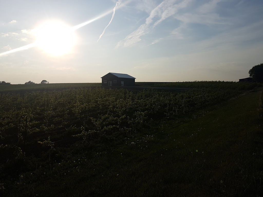 Rolling Grape Vineyard | 260 County Rd 2, Bailieboro, ON K0L 1B0, Canada | Phone: (705) 741-9758