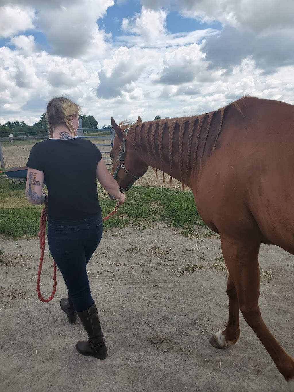 KB Equestrian | 20 Mcindoos Cemetery Rd, Woodville, ON K0M 2T0, Canada | Phone: (905) 809-6010