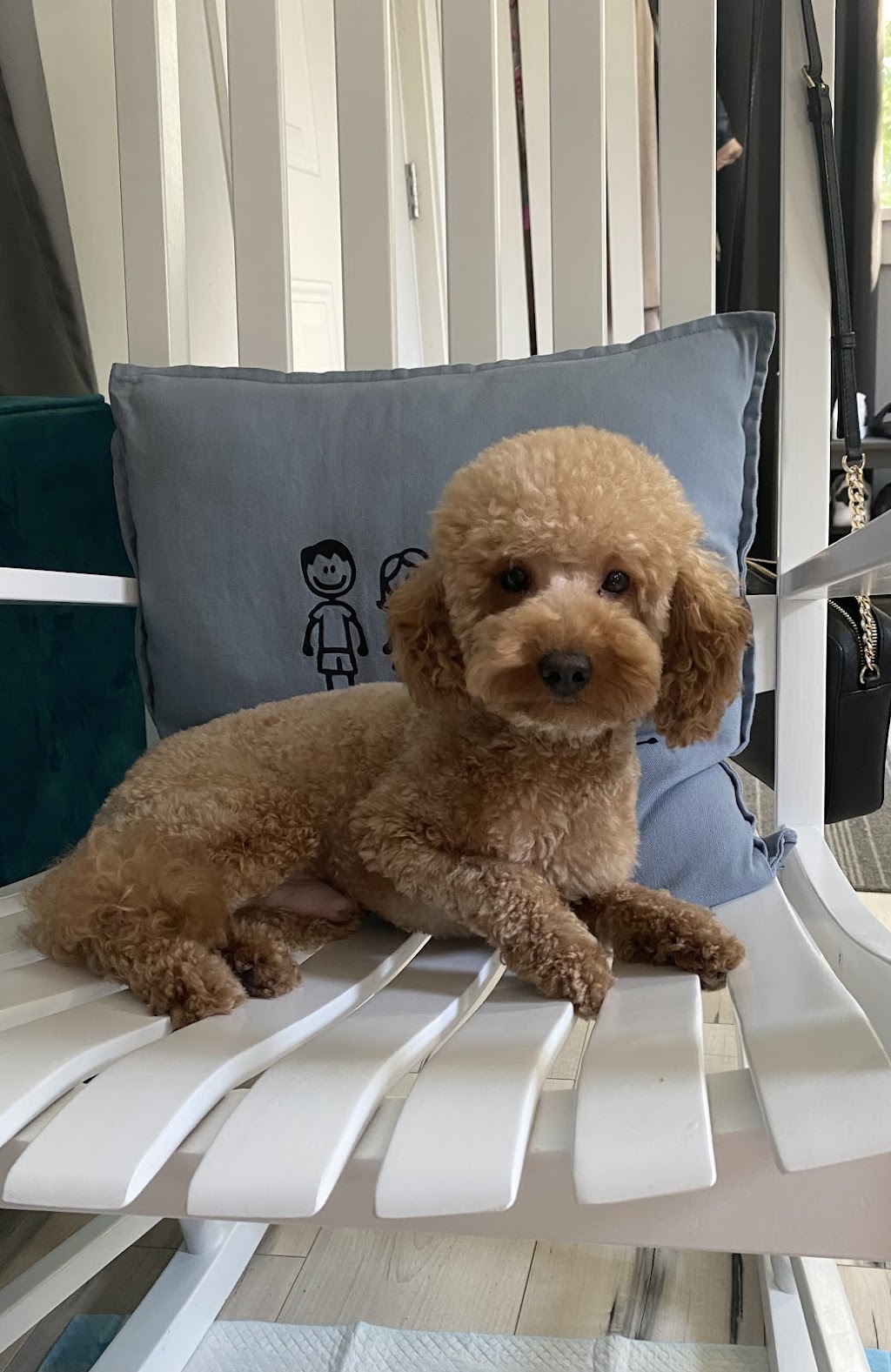 Cute Little Paws | 16 St Louis Rd, Winnipeg, MB R2M 3J5, Canada | Phone: (403) 918-8461