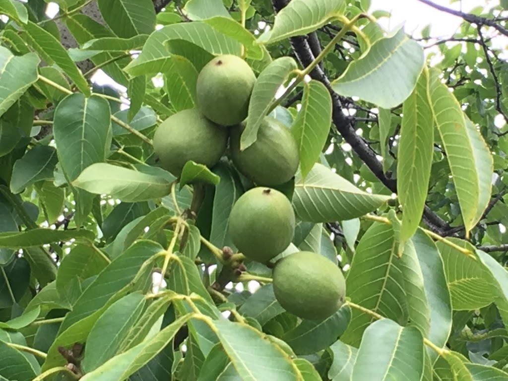 Grimo Nut Nursery | 979 Lakeshore Rd, Niagara-on-the-Lake, ON L0S 1J0, Canada | Phone: (905) 934-6887