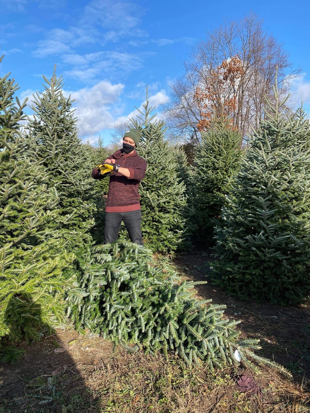 Denmar Christmas Trees | 217 Clearview Rd, Stirling, ON K0K 3E0, Canada | Phone: (613) 922-2841