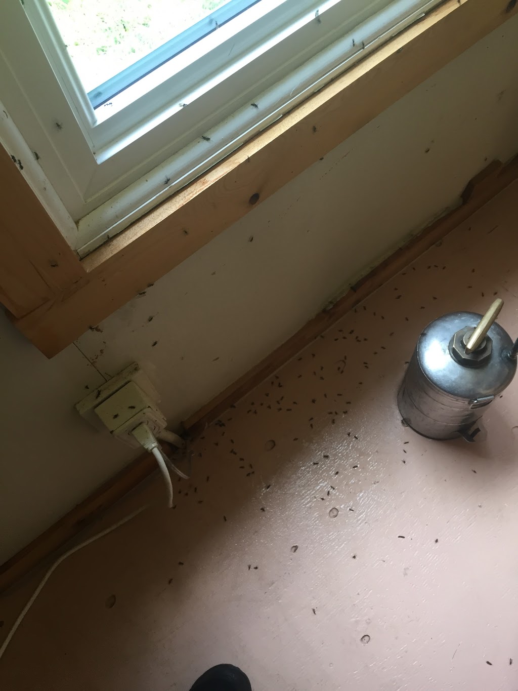 Miller Pest Control | 470 Robinson Rd, Ennismore, ON K0L 1T0, Canada | Phone: (866) 858-2152