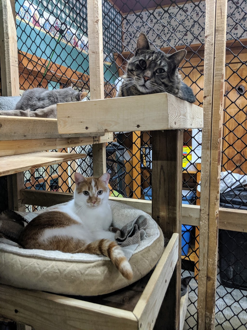Purrfect Companions Animal Rescue | 19 Brantford Rd, Delhi, ON N4B 1V5, Canada | Phone: (226) 227-8289