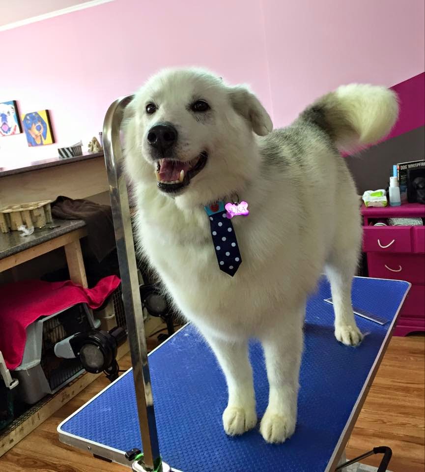 Ooh La La Pet Spaw | Mount Pearl Plaza, 7 Commonwealth Ave, Mount Pearl, NL A1N 1W3, Canada | Phone: (709) 758-7729