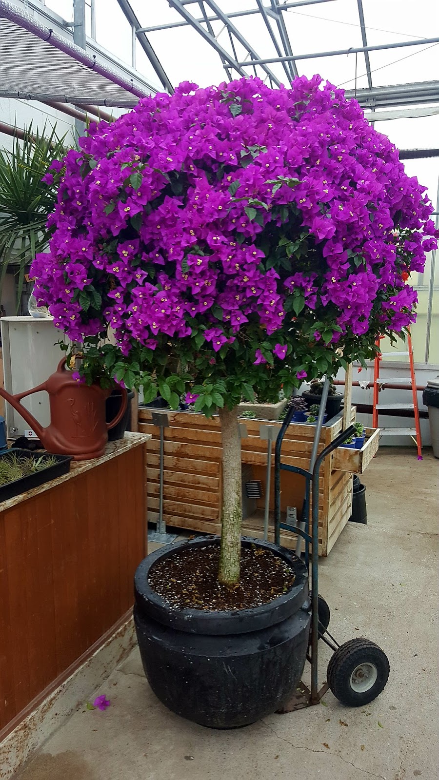 Ferragine Greenhouses | 572 Simcoe Rd, Bradford, ON L3Z 2A6, Canada | Phone: (905) 775-3177