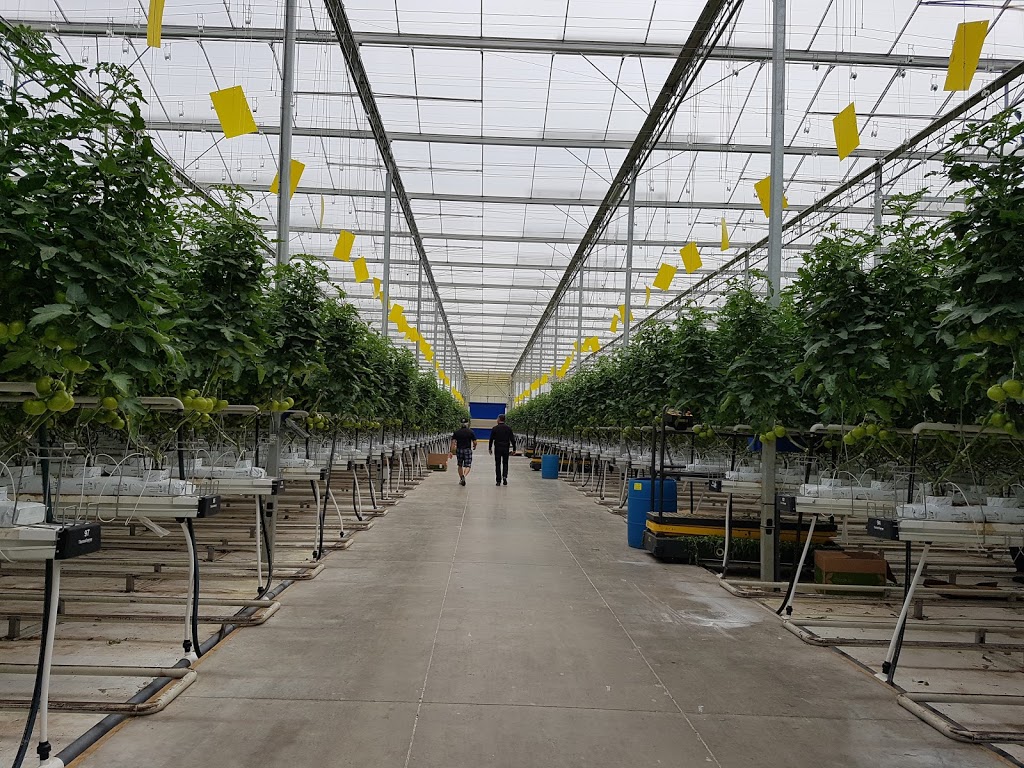 The Leamington Grower Greenhouse Vegetable News | 1634 Seacliff Dr, Kingsville, ON N9Y 2M6, Canada | Phone: (519) 322-1072