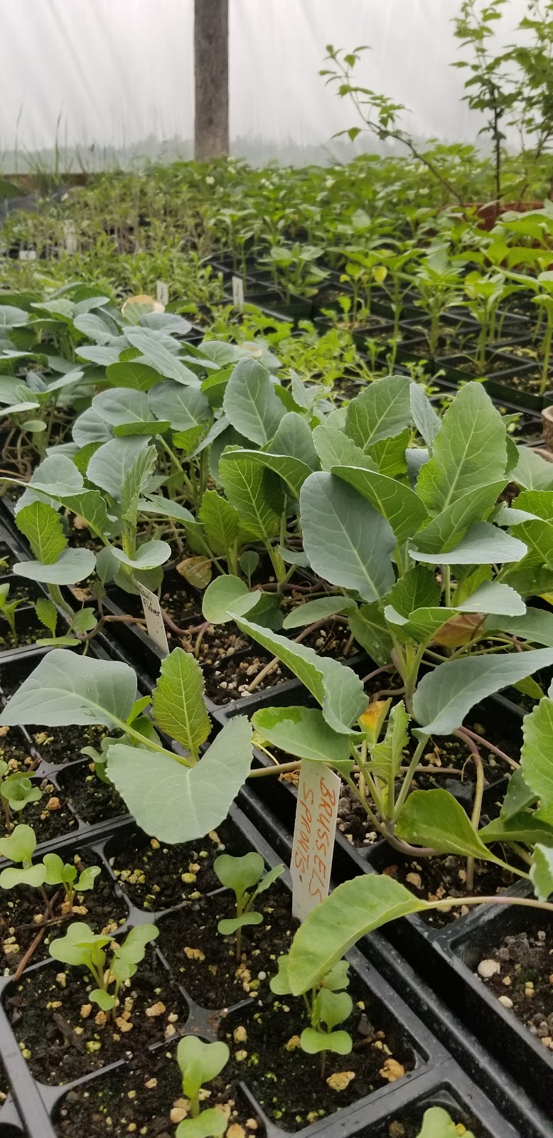 JOES HOME FARM and Greenhouses | 6866 Wellington 16, Belwood, ON N0B 1J0, Canada | Phone: (416) 562-4170