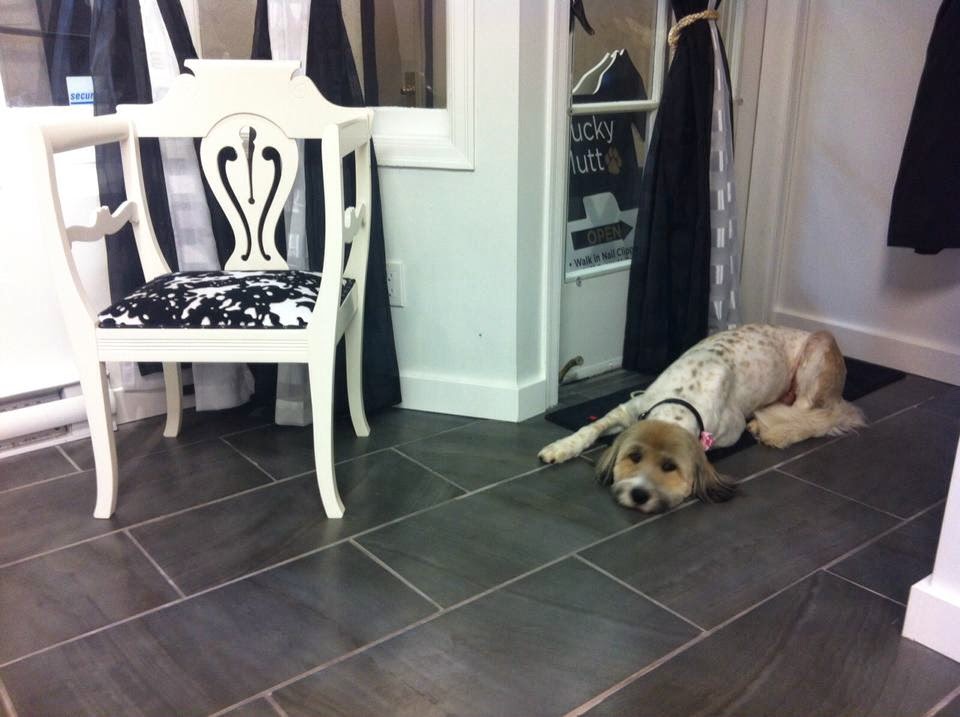 Mucky Mutt Pet Salon | 2250 Oak Bay Ave #105, Victoria, BC V8R 1G4, Canada | Phone: (250) 590-0833
