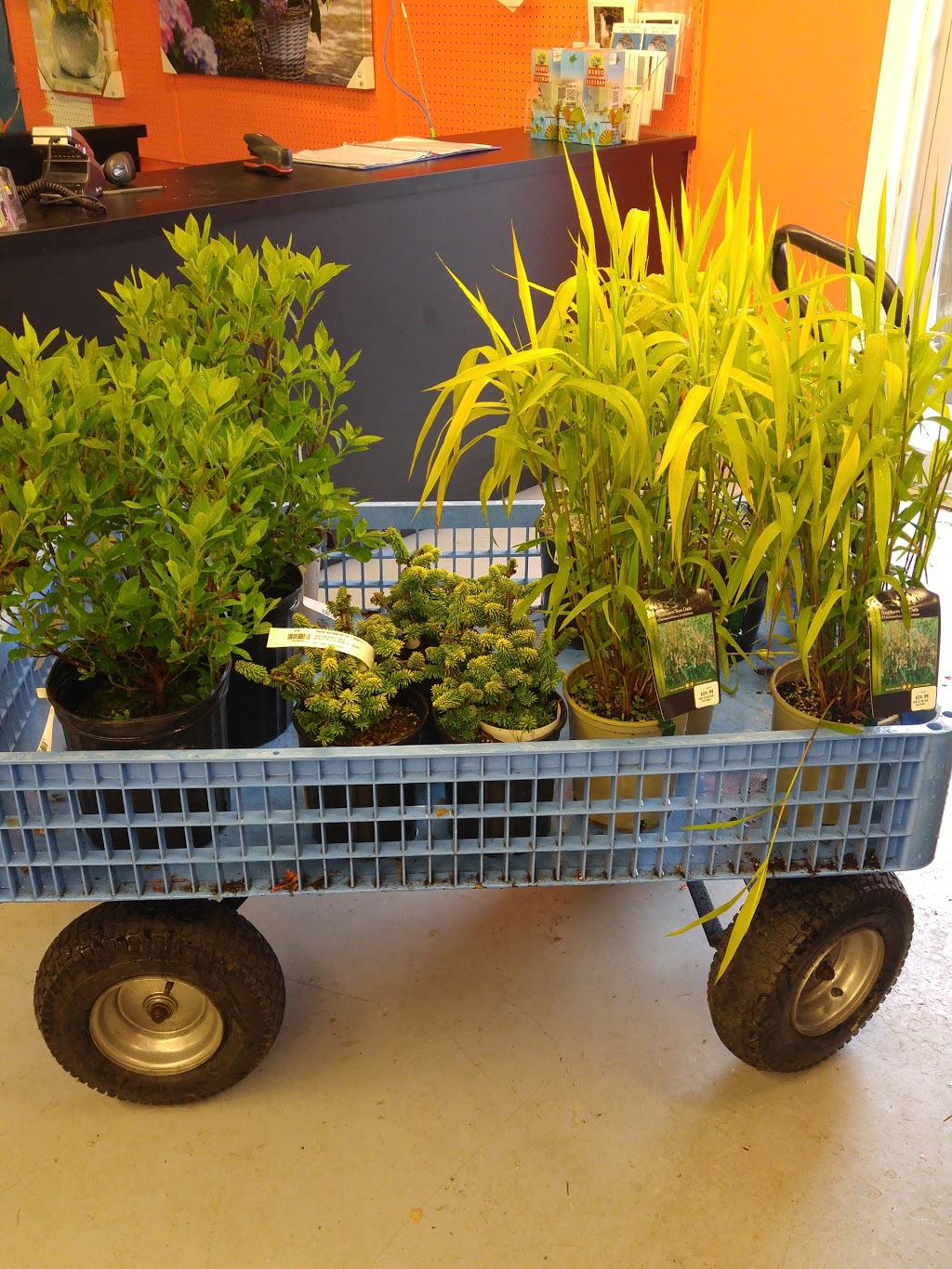 Lakeland Plant World | 909 Main St, Dartmouth, NS B2W 3V2, Canada | Phone: (902) 435-1983
