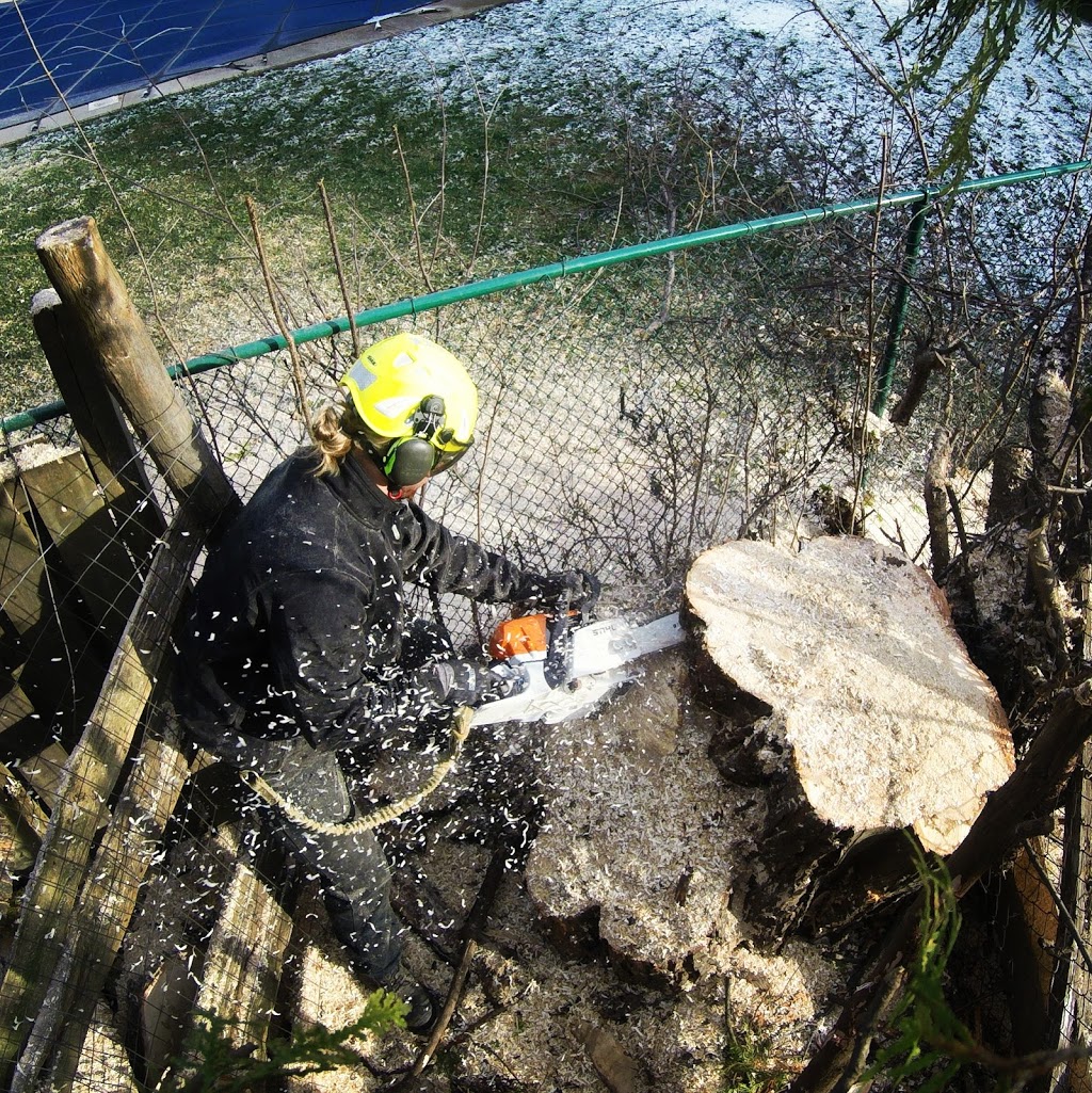 Alpine Arborist Professional Tree Care | 4 Lenarthur Ct, Aurora, ON L4G 6M2, Canada | Phone: (416) 509-2665