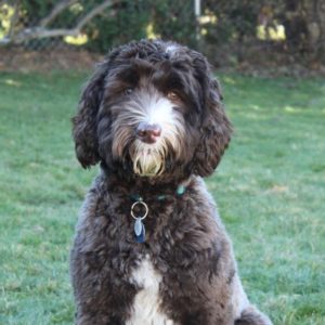 Canadoodle Australian Labradoodles | 2235 Carson Rd, Grand Forks, BC V0H 1H4, Canada | Phone: (250) 442-2957
