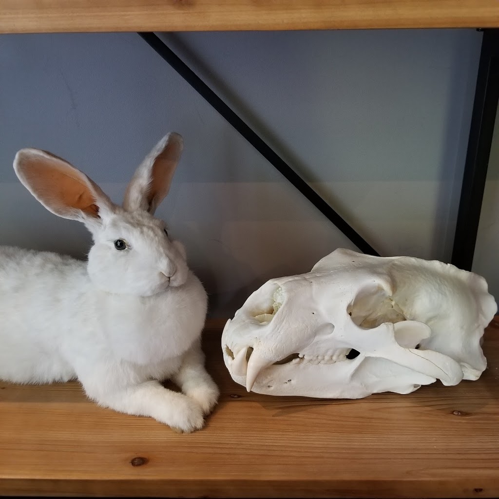 May Jackalope, Taxidermie danimaux domestiques | 120 Chemin de Sainte-Béatrix, Sainte-Béatrix, QC J0K 1Y0, Canada | Phone: (450) 916-3253