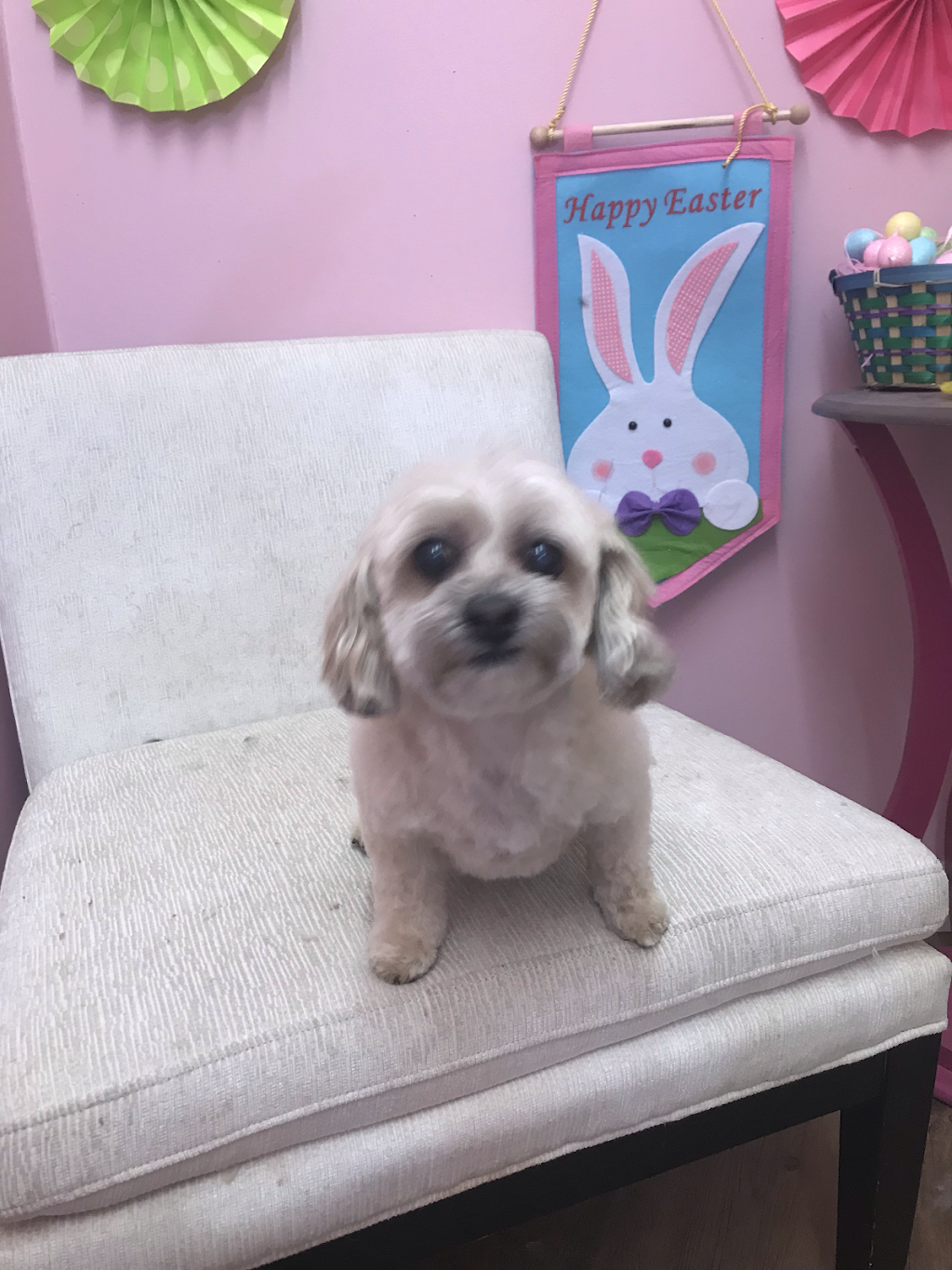 Ooh La La Pet Spaw | Mount Pearl Plaza, 7 Commonwealth Ave, Mount Pearl, NL A1N 1W3, Canada | Phone: (709) 758-7729