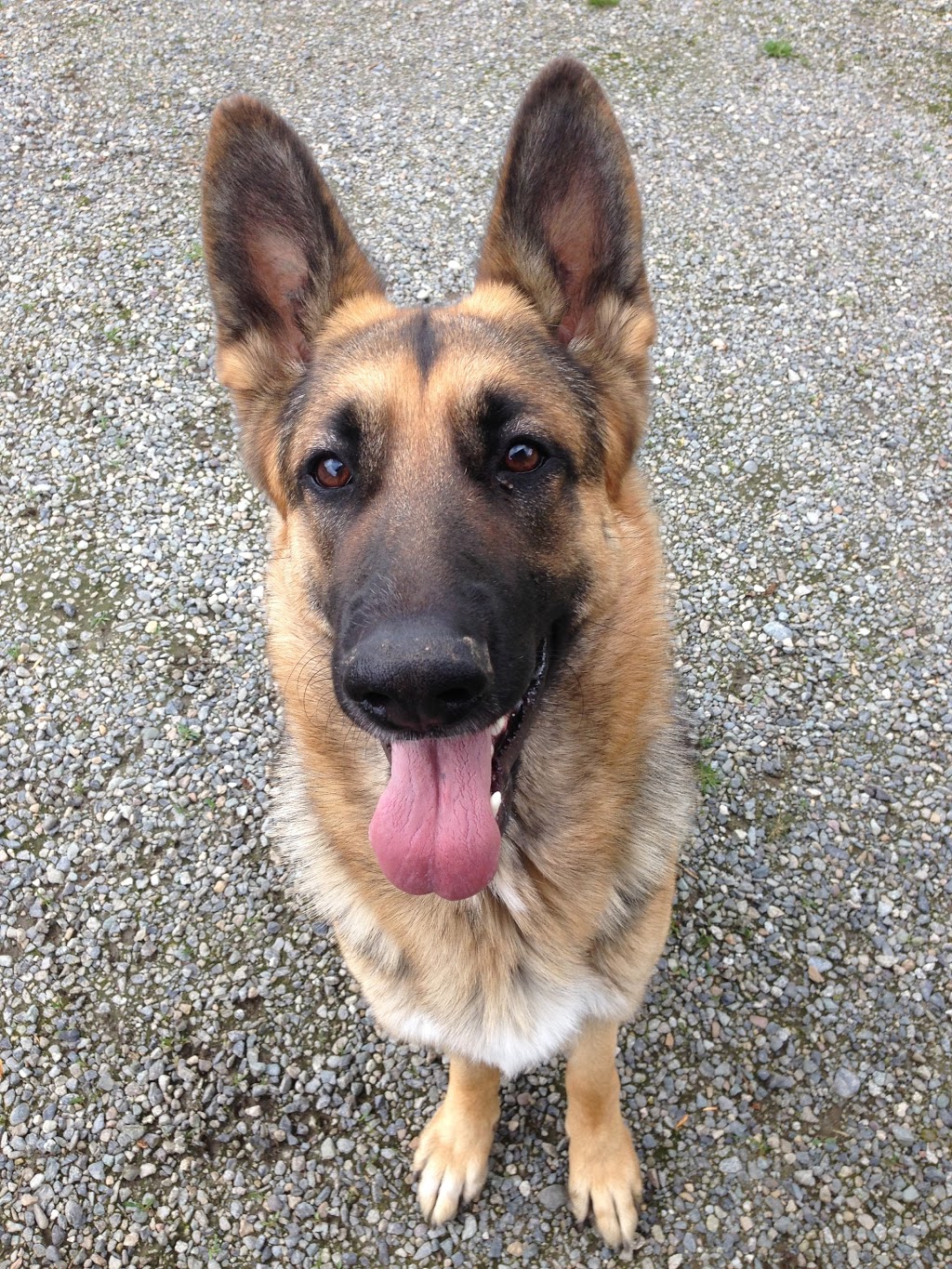 Woodside German Shepherds | 1722 252 St, Aldergrove, BC V4W 2E3, Canada | Phone: (604) 607-7888