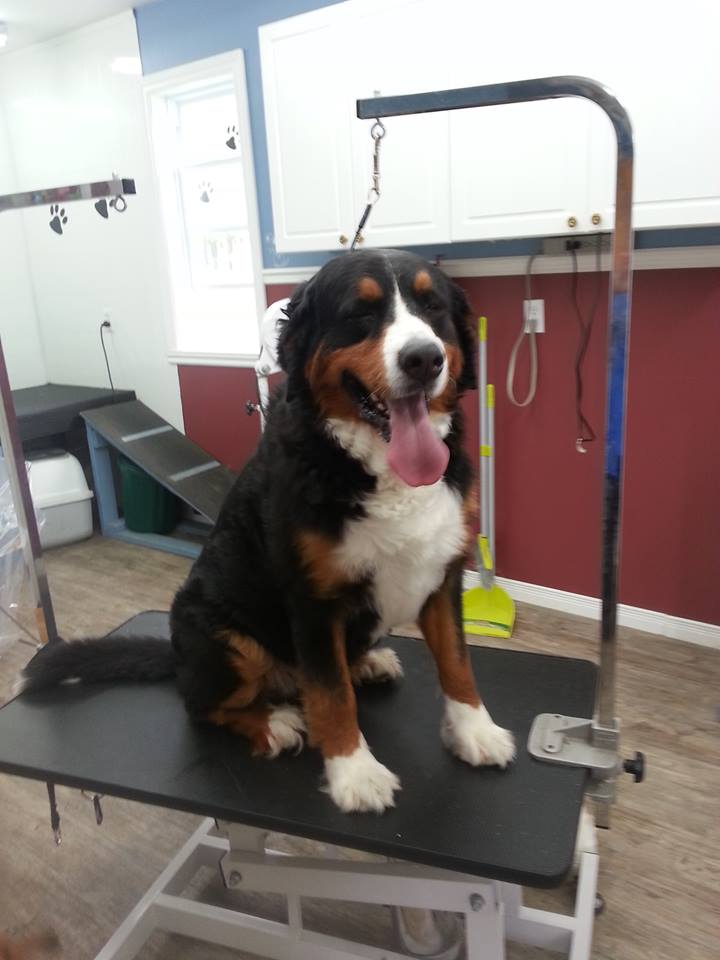 Tonte et Toilettage Plus | 7 Rue des Pluviers, Lanoraie, QC J0K 1E0, Canada | Phone: (450) 586-4542