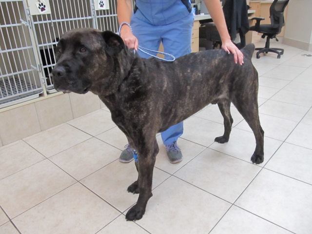 North Hill Animal Hospital | 12612 Hwy 50 #11, Bolton, ON L7E 1T6, Canada | Phone: (905) 857-5057
