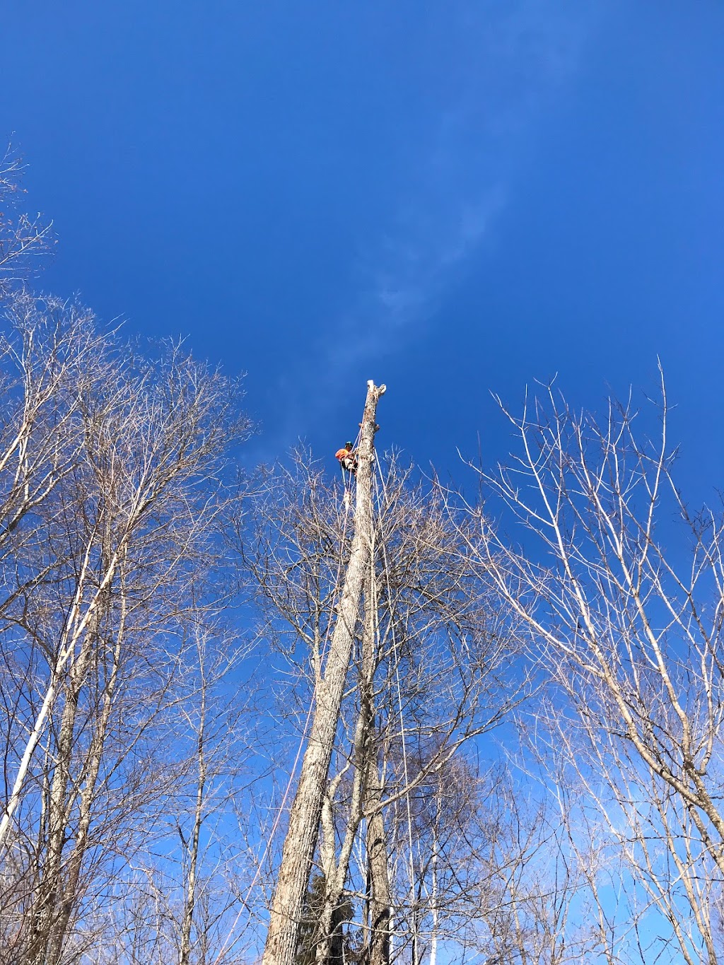 Tree North Inc. | 11 The Granite Bluff, Bracebridge, ON P1L 1L4, Canada | Phone: (705) 221-6860