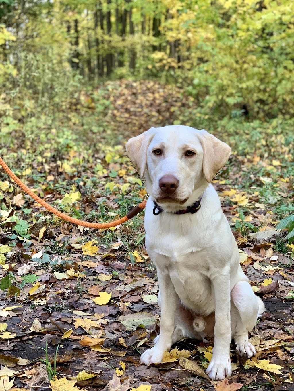 Dogs Reformed Health & Wellness | 1156 Highland Rd E, Stoney Creek, ON L8J 3H2, Canada | Phone: (905) 643-0766