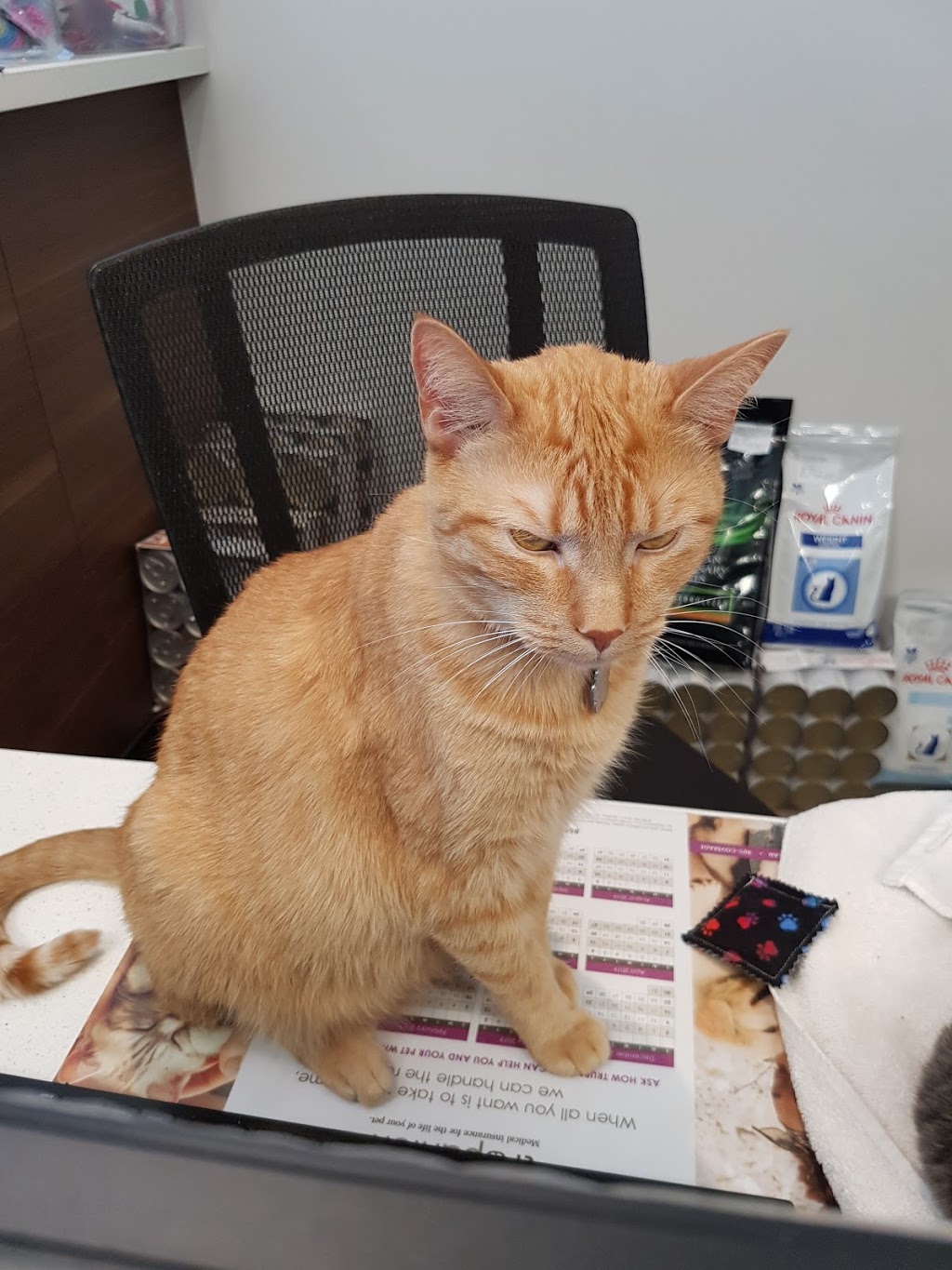 Islington Village Animal Hospital | 3852 Bloor St W, Etobicoke, ON M9B 1L1, Canada | Phone: (647) 347-2299