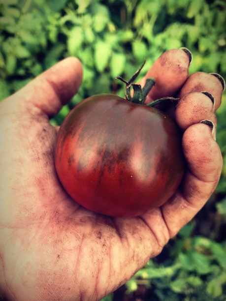 Seed to Feed Co. Ltd | 1285 Canal Rd, Bradford, ON L3Z 4E2, Canada | Phone: (905) 716-7613