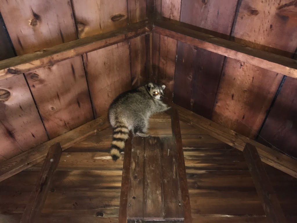 Wild Things Wildlife Control | 1308 Victoria Dr, London, ON N5Y 4E4, Canada | Phone: (519) 435-1470