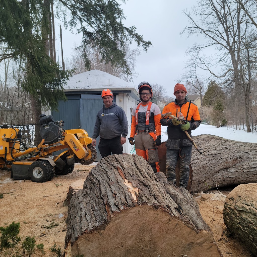 Family Tree Arborists | 693, Talmill Towers, 304 Talbot St, London, ON N6A 2T7, Canada | Phone: (519) 520-0806