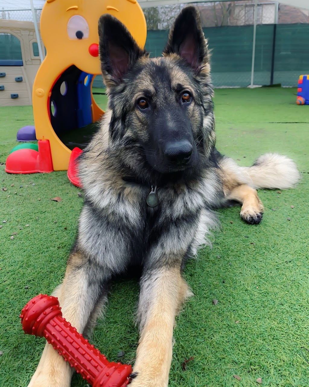 Taylored Canines | 101 Beverley St e, Guelph, ON N1E 3C3, Canada | Phone: (519) 767-0770