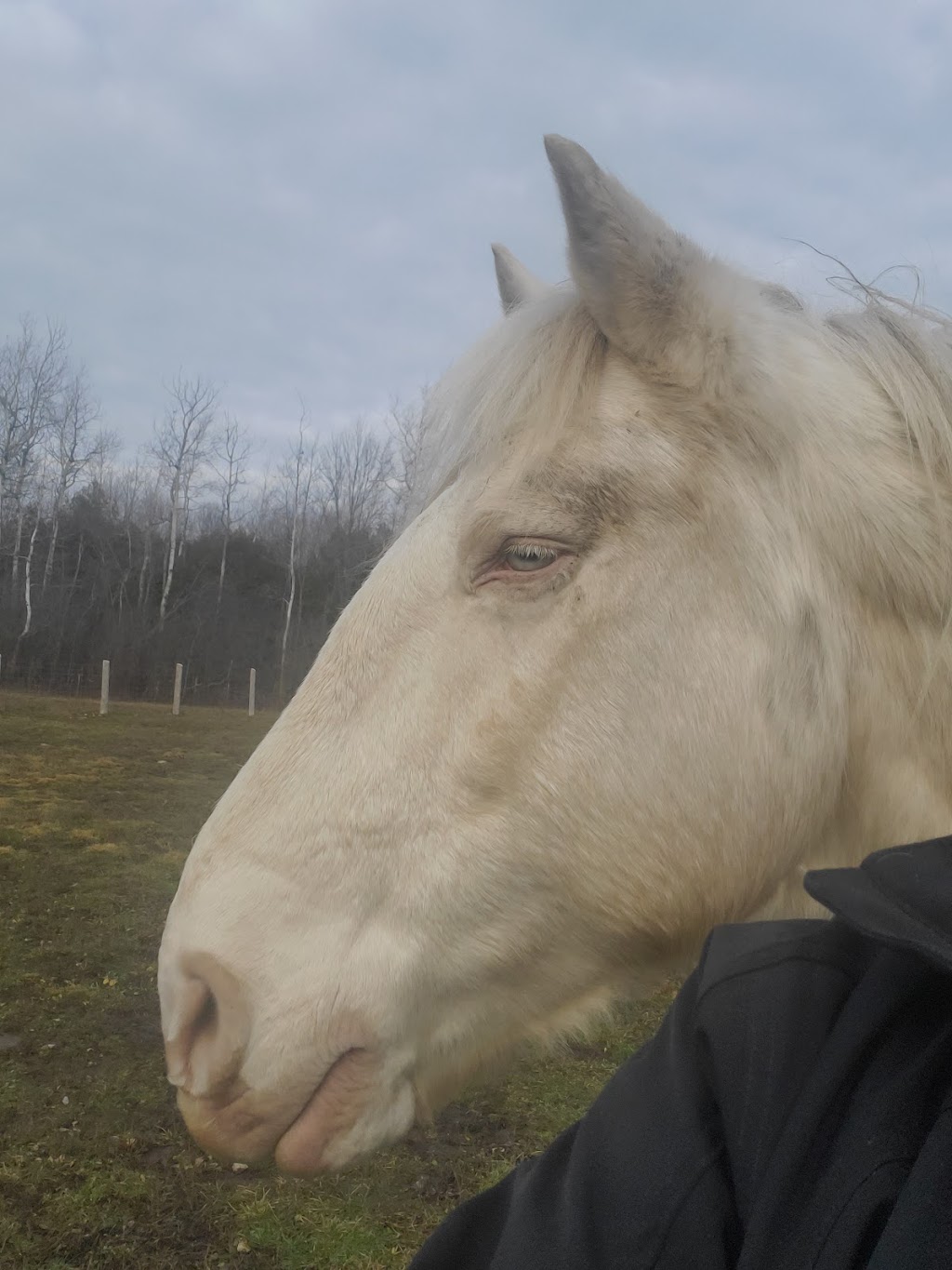 Heal With Horses Therapeutic Centre | 997 Danforth Rd, Hillier, ON K0K 2J0, Canada | Phone: (613) 399-5952