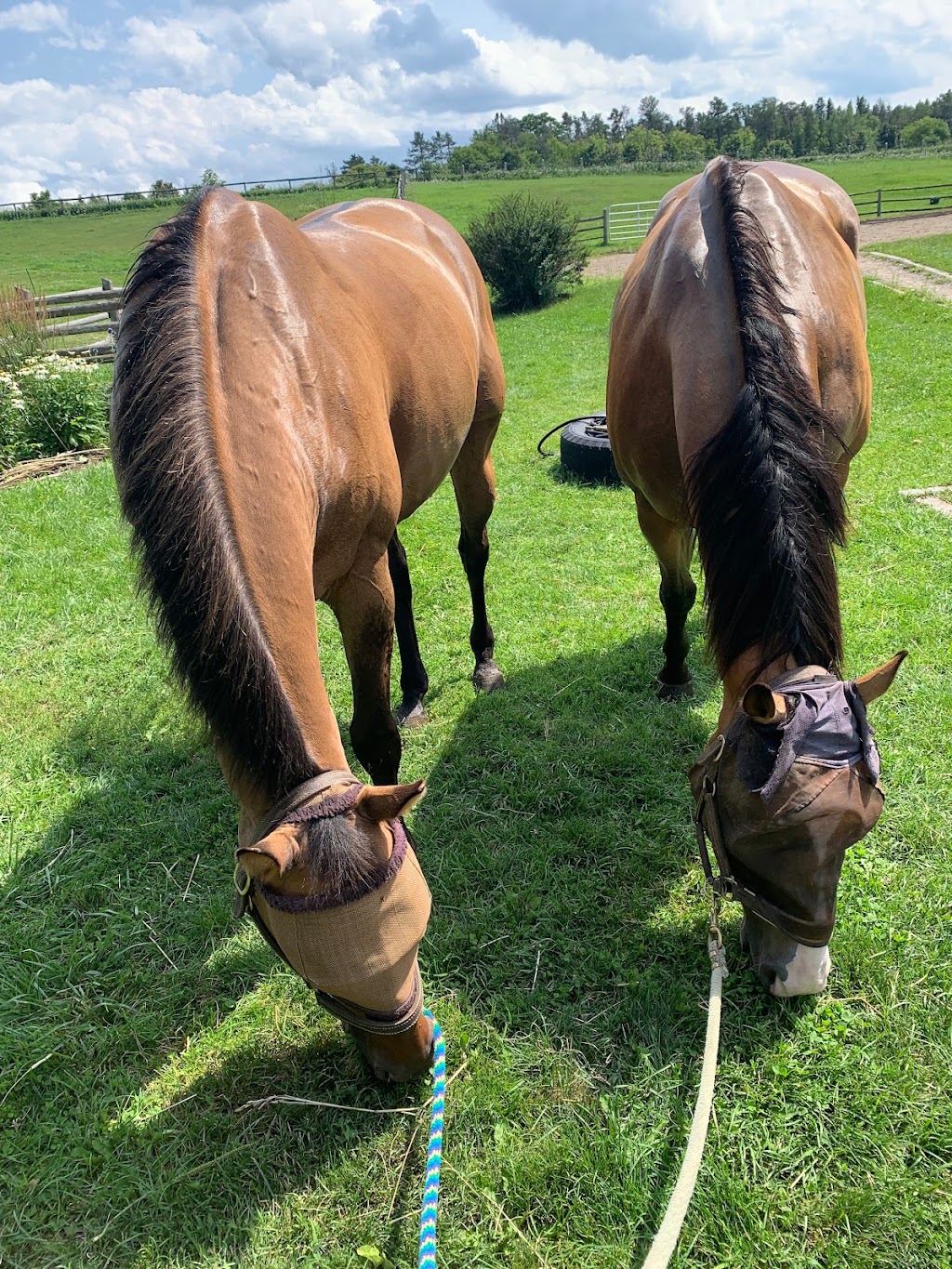 Whitchurch Equestrian | 19480 McCowan Rd, Mount Albert, ON L0G 1M0, Canada | Phone: (416) 427-9338