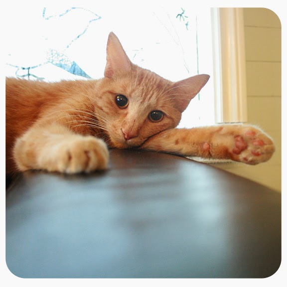 MINDEN ANIMAL HOSPITAL | 4 Booth St, Minden, ON K0M 2K0, Canada | Phone: (705) 286-2919