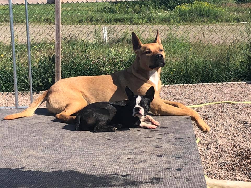 Canine Station (Jenns Doggie Daycare) | 228 Old Halifax Rd, Brookfield, NS B0N 1C0, Canada | Phone: (902) 956-1771