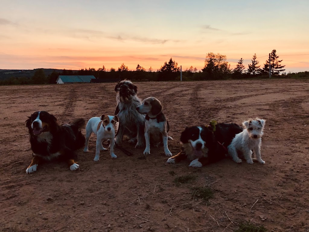 Furry Friends Inn | 1008 Ruggles Rd, Kingston, NS B0P 1R0, Canada | Phone: (902) 825-3208