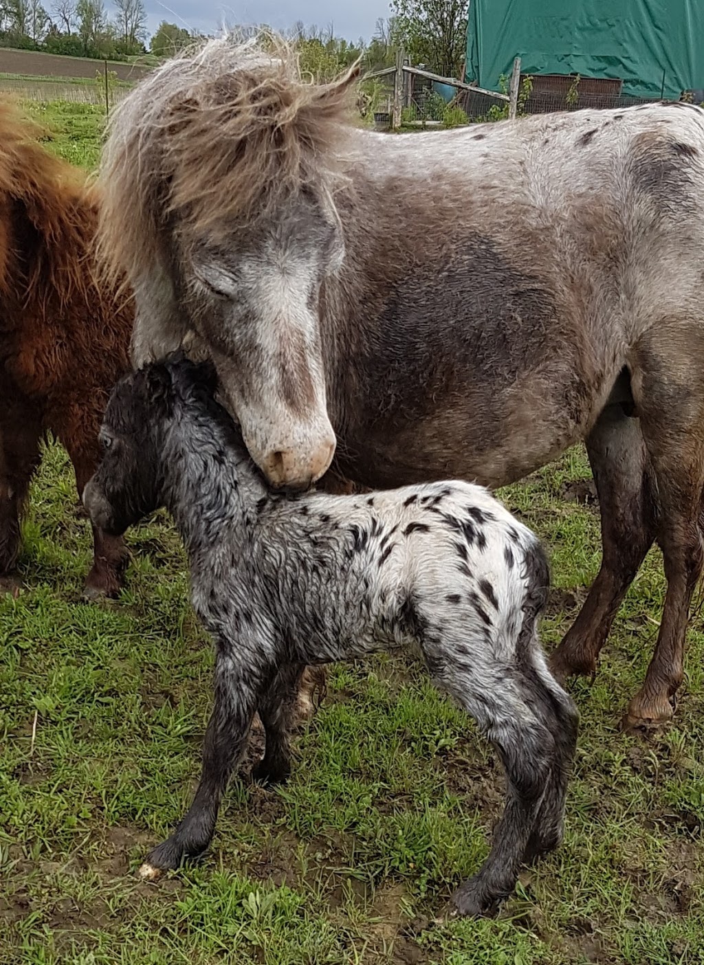 Lake Ridge Farm Miniature Horses | 21751 Simcoe St, Seagrave, ON L0C 1G0, Canada | Phone: (905) 985-4600