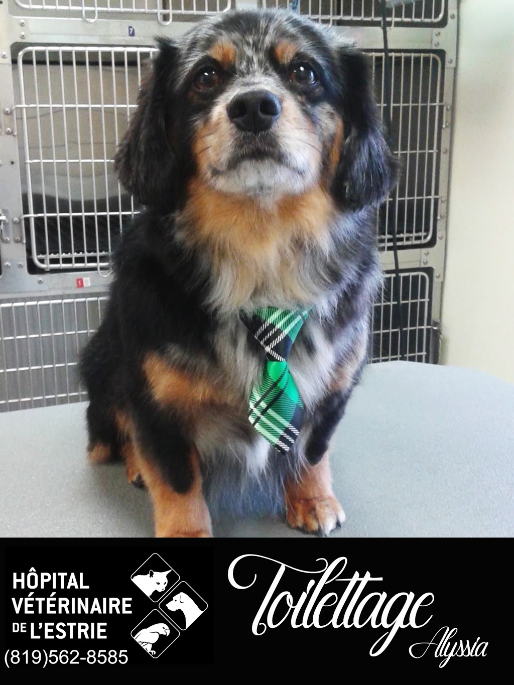 Veterinary Hospital De LEstrie | 2736 Rue Galt O, Sherbrooke, QC J1K 2V8, Canada | Phone: (819) 562-8585