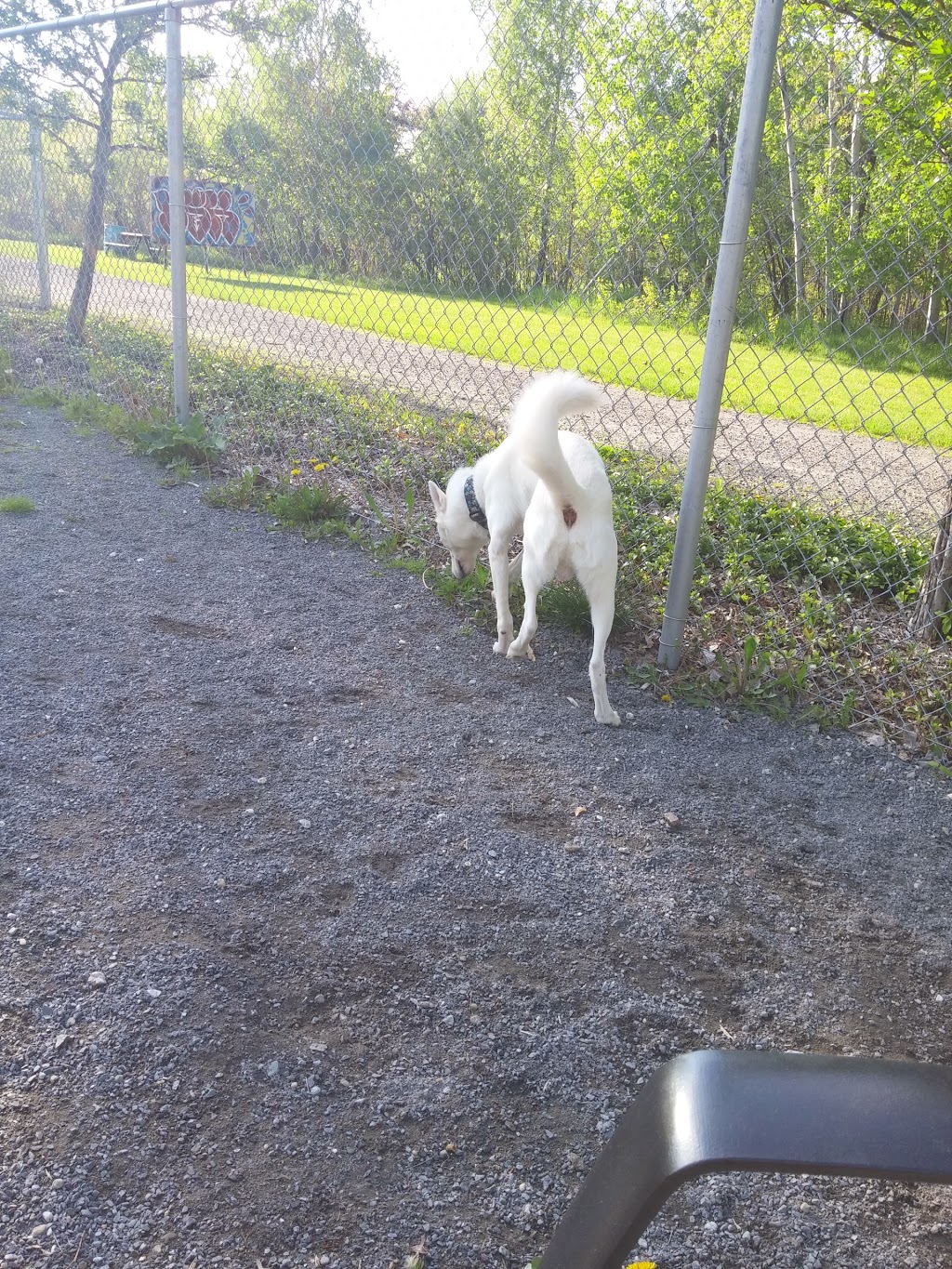 Parc canin Dave-Ross | 21 Rue de la Concorde, Victoriaville, QC G6P 6Y4, Canada | Phone: (819) 758-1571